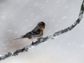 Lesser redpoll, Carduelis cabaret, Single bird on branch in snow, Warwickshire, January 2013